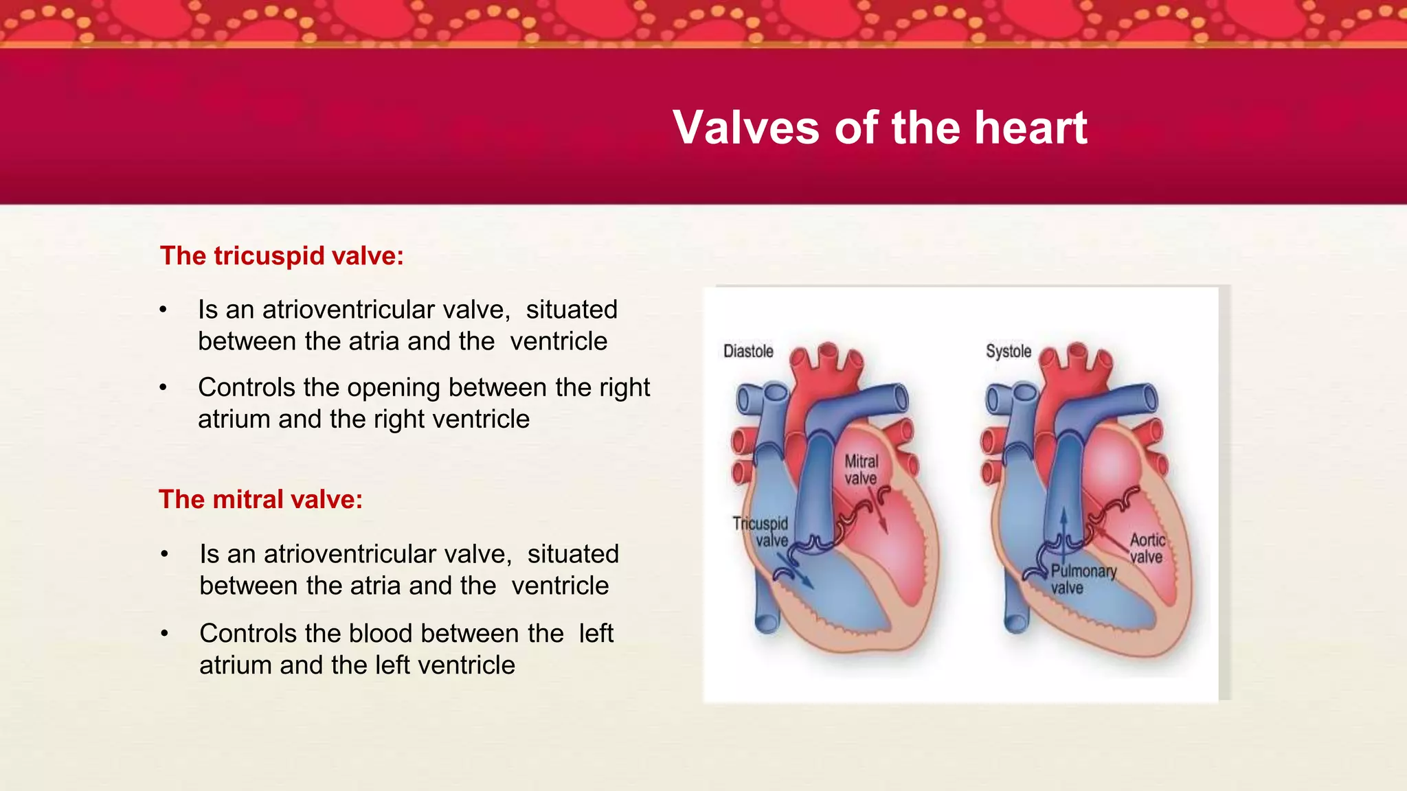 The tricuspid valve:
• Is an atrioventricular valve, situated
between the atria and the ventricle
• Controls the opening between the right
atrium and the right ventricle
The mitral valve:
• Is an atrioventricular valve, situated
between the atria and the ventricle
• Controls the blood between the left
atrium and the left ventricle
Valves of the heart
 