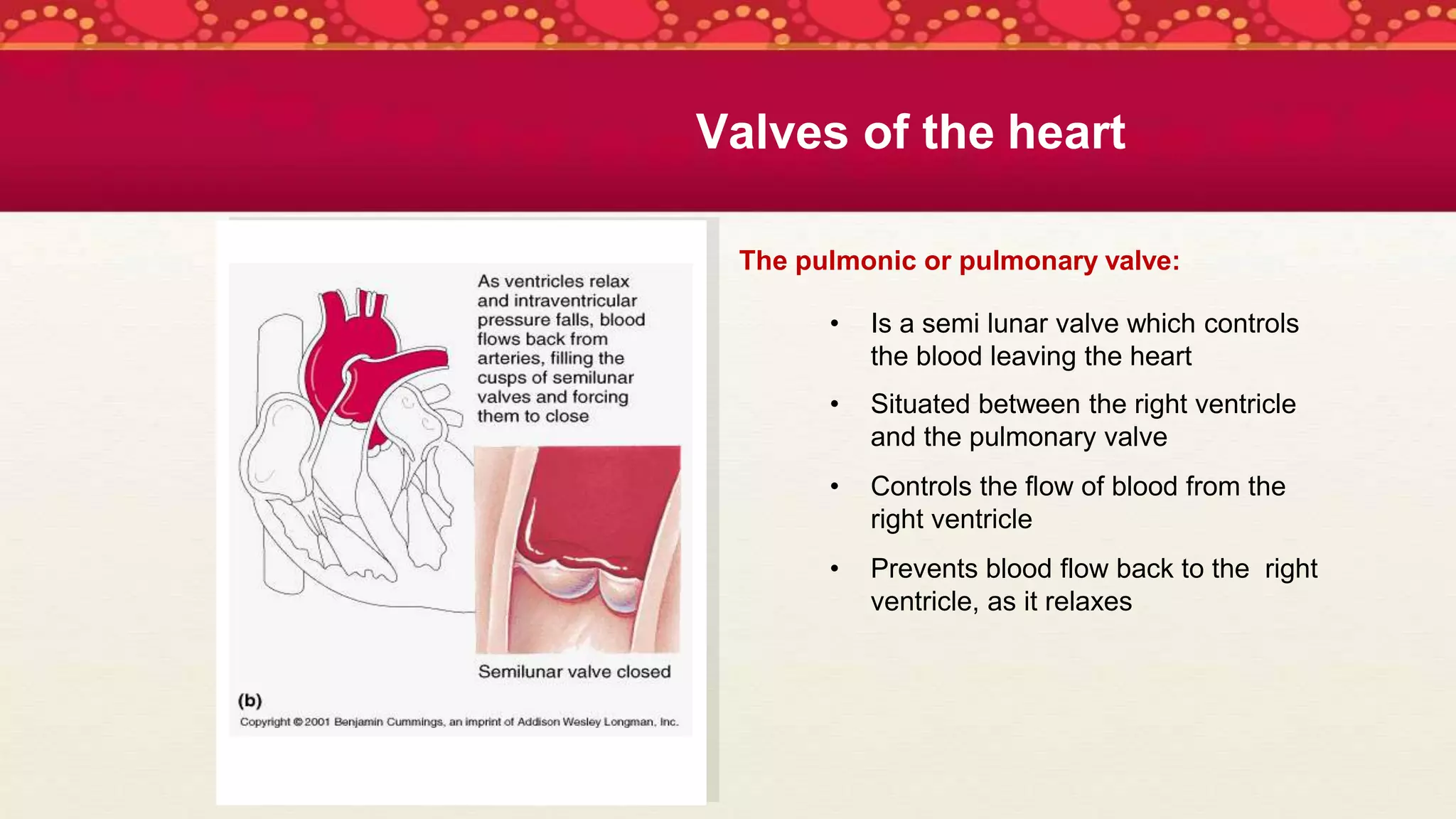 The pulmonic or pulmonary valve:
• Is a semi lunar valve which controls
the blood leaving the heart
• Situated between the right ventricle
and the pulmonary valve
• Controls the flow of blood from the
right ventricle
• Prevents blood flow back to the right
ventricle, as it relaxes
Valves of the heart
 