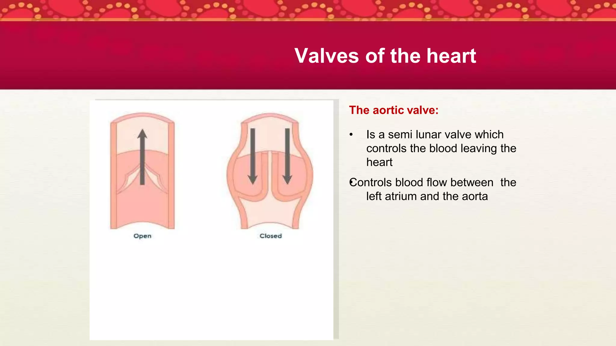 The aortic valve:
•
• Is a semi lunar valve which
controls the blood leaving the
heart
Controls blood flow between the
left atrium and the aorta
Valves of the heart
 