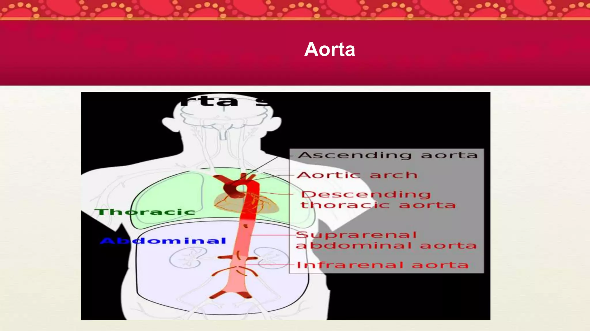 Aorta
 