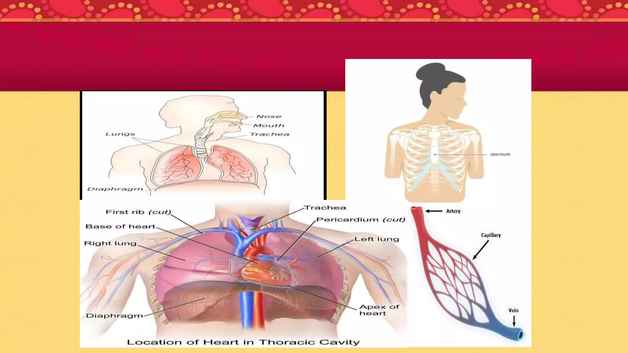 Most. Sumaiya Khatun Kali
 