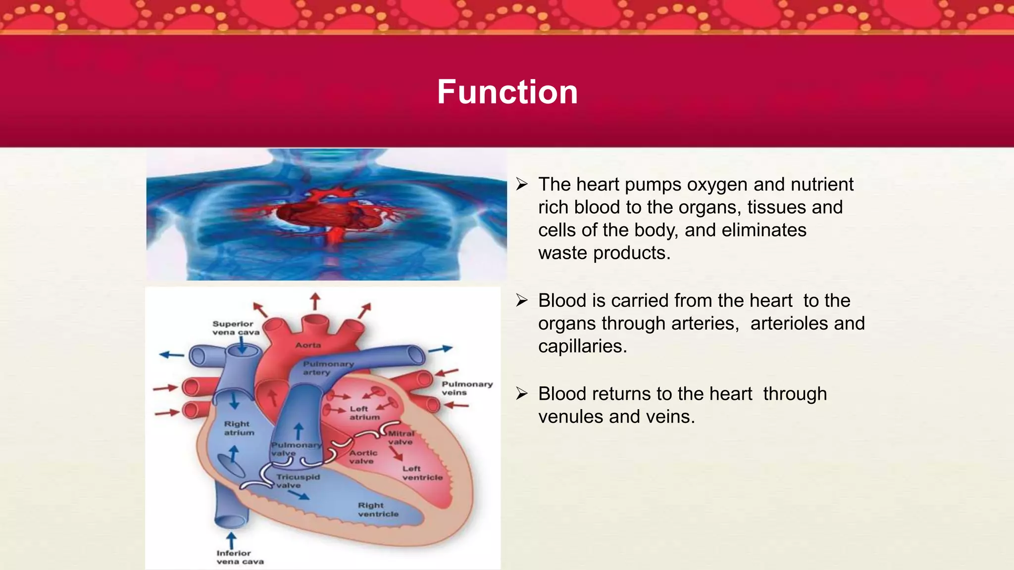 Function
 The heart pumps oxygen and nutrient
rich blood to the organs, tissues and
cells of the body, and eliminates
waste products.
 Blood is carried from the heart to the
organs through arteries, arterioles and
capillaries.
 Blood returns to the heart through
venules and veins.
 