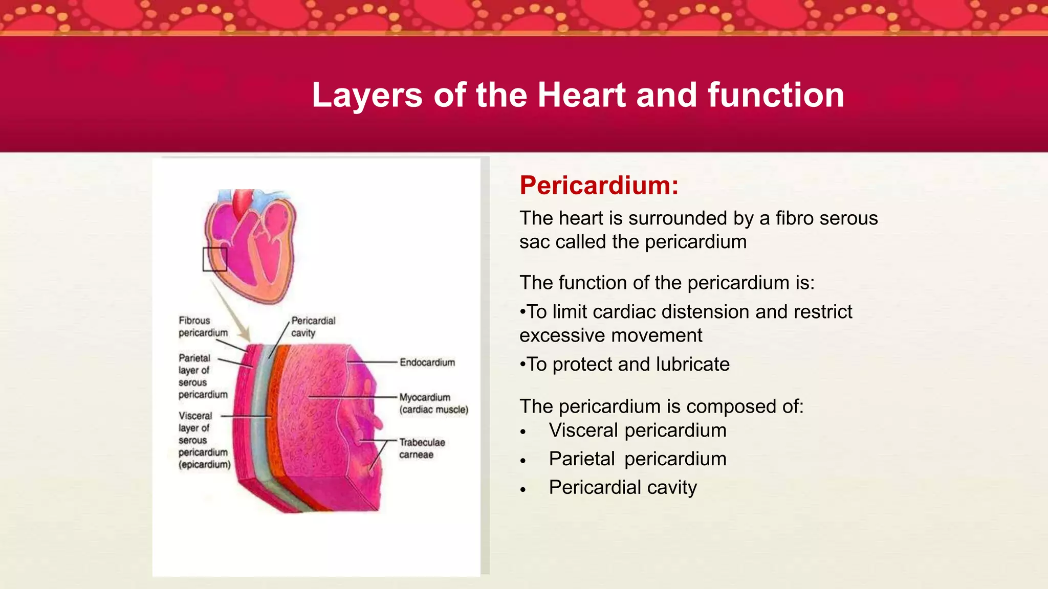 Layers of the Heart and function
Pericardium:
The heart is surrounded by a fibro serous
sac called the pericardium
The function of the pericardium is:
•To limit cardiac distension and restrict
excessive movement
•To protect and lubricate
The pericardium is composed of:
•
•
•
Visceral pericardium
Parietal pericardium
Pericardial cavity
 