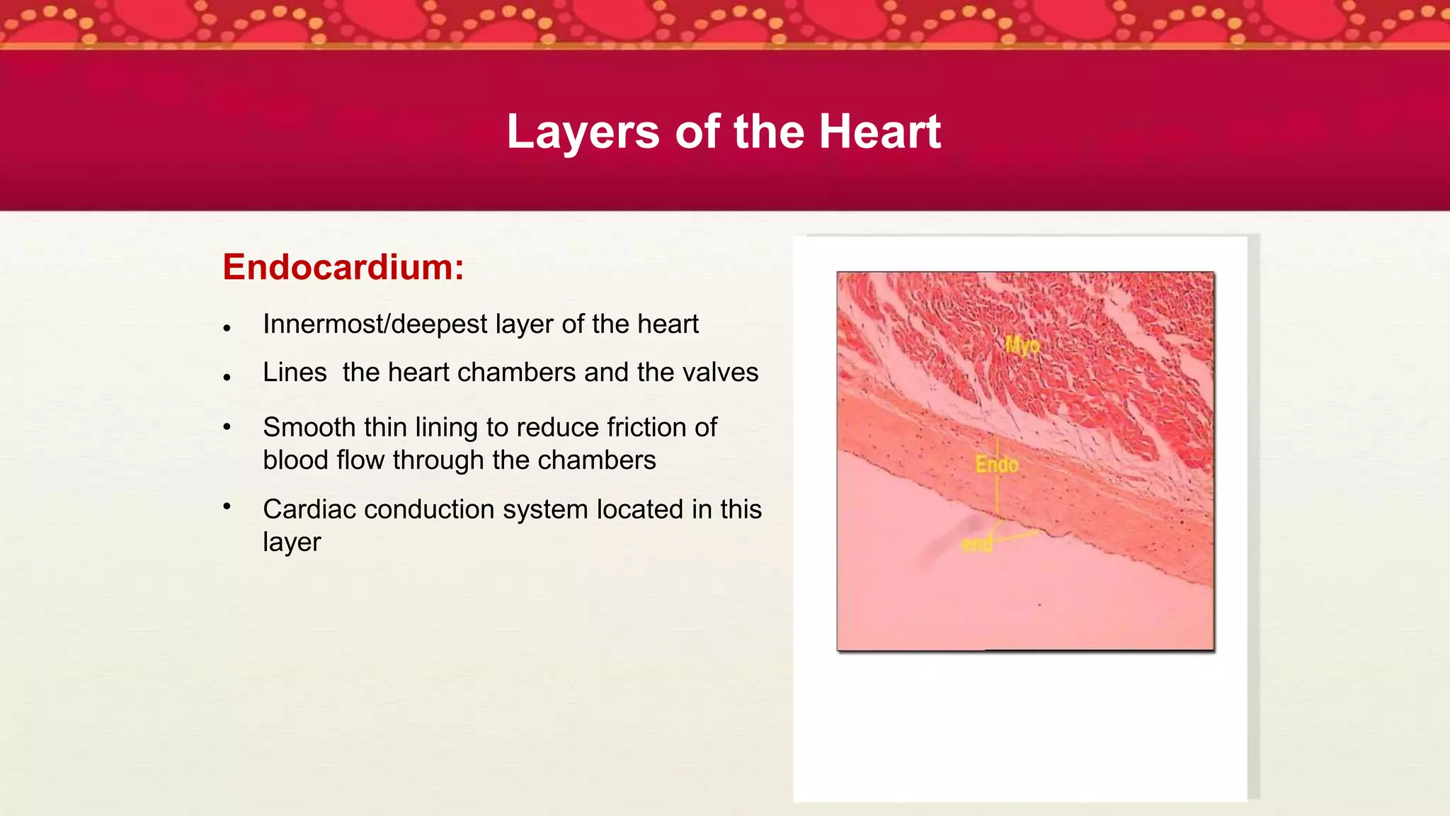 Endocardium:
•
•
•
•
Innermost/deepest layer of the heart
Lines the heart chambers and the valves
Smooth thin lining to reduce friction of
blood flow through the chambers
Cardiac conduction system located in this
layer
Layers of the Heart
 