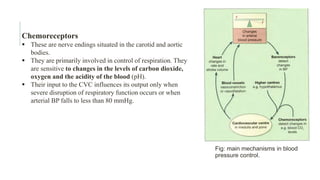 Chemoreceptors
 These are nerve endings situated in the carotid and aortic
bodies.
 They are primarily involved in control of respiration. They
are sensitive to changes in the levels of carbon dioxide,
oxygen and the acidity of the blood (pH).
 Their input to the CVC influences its output only when
severe disruption of respiratory function occurs or when
arterial BP falls to less than 80 mmHg.
Fig: main mechanisms in blood
pressure control.
 