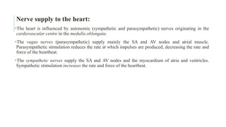 Nerve supply to the heart:
The heart is influenced by autonomic (sympathetic and parasympathetic) nerves originating in the
cardiovascular centre in the medulla oblongata.
The vagus nerves (parasympathetic) supply mainly the SA and AV nodes and atrial muscle.
Parasympathetic stimulation reduces the rate at which impulses are produced, decreasing the rate and
force of the heartbeat.
The sympathetic nerves supply the SA and AV nodes and the myocardium of atria and ventricles.
Sympathetic stimulation increases the rate and force of the heartbeat.
 
