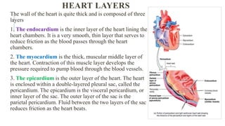 HEART LAYERS
The wall of the heart is quite thick and is composed of three
layers
1. The endocardium is the inner layer of the heart lining the
heart chambers. It is a very smooth, thin layer that serves to
reduce friction as the blood passes through the heart
chambers.
2. The myocardium is the thick, muscular middle layer of
the heart. Contraction of this muscle layer develops the
pressure required to pump blood through the blood vessels.
3. The epicardium is the outer layer of the heart. The heart
is enclosed within a double-layered pleural sac, called the
pericardium. The epicardium is the visceral pericardium, or
inner layer of the sac. The outer layer of the sac is the
parietal pericardium. Fluid between the two layers of the sac
reduces friction as the heart beats.
 