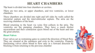 HEART CHAMBERS
The heart is divided into four chambers or cavities.
There are two atria, or upper chambers, and two ventricles, or lower
chambers.
These chambers are divided into right and left sides by walls called the
interatrial septum and the interventricular septum. The atria are the
receiving chambers of the heart.
Blood returning to the heart via veins first collects in the atria. The
ventricles are the pumping chambers. They have a much thicker
myocardium and their contraction ejects blood out of the heart and into
the great arteries.
Heart Valves
Four valves act as restraining gates to control the direction of blood flow.
They are situated at the entrances and exits to the ventricles. Properly
functioning valves allow blood to flow only in a forward direction by
blocking it from returning to the previous chamber
 
