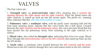 VALVES
The four valves are:
1. Tricuspid valve: an atrioventricular valve (AV), meaning that it controls the
opening between the right atrium and the right ventricle. Once the blood enters the
right ventricle, it cannot go back up into the atrium again. The prefix tri-, meaning
three, indicates that this valve has three leaflets or cusps.
2. Pulmonary valve: a semilunar valve, with the prefix semi- meaning half and the
term lunar meaning moon, indicate that this valve looks like a half moon. Located
between the right ventricle and the pulmonary artery, this valve prevents blood that has
been ejected into the pulmonary artery from returning to the right ventricle as it
relaxes.
3. Mitral valve: also called the bicuspid valve, indicating that it has two cusps. Blood
flows through this atrioventricular valve to the left ventricle and cannot go back up into
the left atrium.
4. Aortic valve: a semilunar valve located between the left ventricle and the aorta.
Blood leaves the left ventricle through this valve and cannot return to the left ventricle.
 