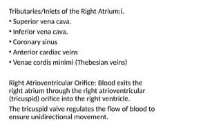 Tributaries/Inlets of the Right Atrium:i.
• Superior vena cava.
• Inferior vena cava.
• Coronary sinus
• Anterior cardiac veins
• Venae cordis minimi (Thebesian veins)
Right Atrioventricular Orifice: Blood exits the
right atrium through the right atrioventricular
(tricuspid) orifice into the right ventricle.
The tricuspid valve regulates the flow of blood to
ensure unidirectional movement.
 