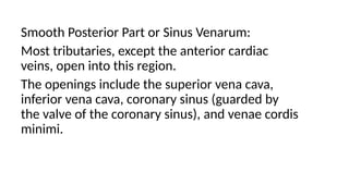 Smooth Posterior Part or Sinus Venarum:
Most tributaries, except the anterior cardiac
veins, open into this region.
The openings include the superior vena cava,
inferior vena cava, coronary sinus (guarded by
the valve of the coronary sinus), and venae cordis
minimi.
 