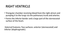 RIGHT VENTRICLE
• Triangular chamber receiving blood from the right atrium and
pumping it to the lungs via the pulmonary trunk and arteries.
• Forms the inferior border and a large part of the sternocostal
surface of the heart.
External Features: Two surfaces: anterior (sternocostal) and
inferior (diaphragmatic).
 