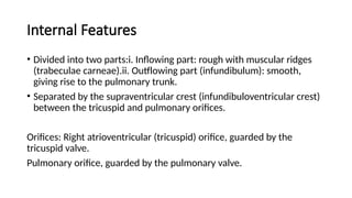Internal Features
• Divided into two parts:i. Inflowing part: rough with muscular ridges
(trabeculae carneae).ii. Outflowing part (infundibulum): smooth,
giving rise to the pulmonary trunk.
• Separated by the supraventricular crest (infundibuloventricular crest)
between the tricuspid and pulmonary orifices.
Orifices: Right atrioventricular (tricuspid) orifice, guarded by the
tricuspid valve.
Pulmonary orifice, guarded by the pulmonary valve.
 