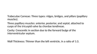 Trabeculae Carneae: Three types: ridges, bridges, and pillars (papillary
muscles).
Three papillary muscles: anterior, posterior, and septal, attached to
cusps of the tricuspid valve by chordae tendineae.
Cavity: Crescentic in section due to the forward bulge of the
interventricular septum.
Wall Thickness: Thinner than the left ventricle, in a ratio of 1:3.
 