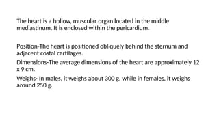 The heart is a hollow, muscular organ located in the middle
mediastinum. It is enclosed within the pericardium.
Position-The heart is positioned obliquely behind the sternum and
adjacent costal cartilages.
Dimensions-The average dimensions of the heart are approximately 12
x 9 cm.
Weighs- In males, it weighs about 300 g, while in females, it weighs
around 250 g.
 