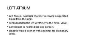 LEFT ATRIUM
• Left Atrium: Posterior chamber receiving oxygenated
blood from the lungs.
• Sends blood to the left ventricle via the mitral valve.
• Contributes to heart’s base and borders.
• Smooth-walled interior with openings for pulmonary
veins.
 