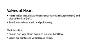 Valves of Heart
• Heart valves include: Atrioventricular valves: tricuspid (right) and
bicuspid/mitral (left).
• Semilunar valves: aortic and pulmonary.
Their function:
• Ensure one-way blood flow and prevent backflow.
• Cusps are reinforced with fibrous tissue.
 