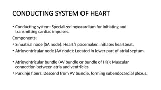 CONDUCTING SYSTEM OF HEART
• Conducting system: Specialized myocardium for initiating and
transmitting cardiac impulses.
Components:
• Sinuatrial node (SA node): Heart’s pacemaker, initiates heartbeat.
• Atrioventricular node (AV node): Located in lower part of atrial septum.
• Atrioventricular bundle (AV bundle or bundle of His): Muscular
connection between atria and ventricles.
• Purkinje fibers: Descend from AV bundle, forming subendocardial plexus.
 