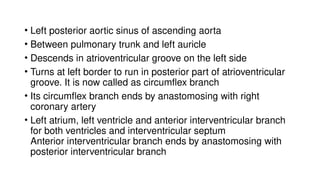 • Left posterior aortic sinus of ascending aorta
• Between pulmonary trunk and left auricle
• Descends in atrioventricular groove on the left side
• Turns at left border to run in posterior part of atrioventricular
groove. It is now called as circumflex branch
• Its circumflex branch ends by anastomosing with right
coronary artery
• Left atrium, left ventricle and anterior interventricular branch
for both ventricles and interventricular septum
Anterior interventricular branch ends by anastomosing with
posterior interventricular branch
 