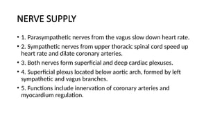 NERVE SUPPLY
• 1. Parasympathetic nerves from the vagus slow down heart rate.
• 2. Sympathetic nerves from upper thoracic spinal cord speed up
heart rate and dilate coronary arteries.
• 3. Both nerves form superficial and deep cardiac plexuses.
• 4. Superficial plexus located below aortic arch, formed by left
sympathetic and vagus branches.
• 5. Functions include innervation of coronary arteries and
myocardium regulation.
 