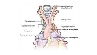 Heart presentation by Dr Ela kinra…………..