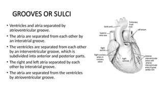 GROOVES OR SULCI
• Ventricles and atria separated by
atrioventricular groove.
• The atria are separated from each other by
an interatrial groove.
• The ventricles are separated from each other
by an interventricular groove, which is
subdivided into anterior and posterior parts.
• The right and left atria separated by each
other by interatrial groove.
• The atria are separated from the ventricles
by atrioventricular groove.
 