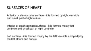 SURFACES OF HEART
Anterior or sternocostal surface:- it is formed by right ventricle
and small part of right atrium.
Inferior or diaphragmatic surface: - it is formed mostly left
ventricle and small part of right ventricle.
Left surface:- it is formed mostly by the left ventricle and partly by
the left atrium and auricle
 