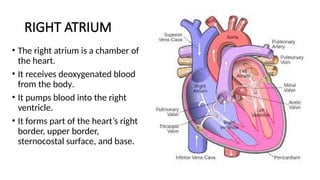 RIGHT ATRIUM
• The right atrium is a chamber of
the heart.
• It receives deoxygenated blood
from the body.
• It pumps blood into the right
ventricle.
• It forms part of the heart’s right
border, upper border,
sternocostal surface, and base.
 