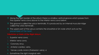 ANATOMY OF HEART for medical students with its clinical anatomy | PPTX