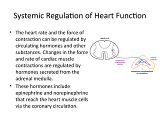 Regulating Heart Activity HEART.pptx histology heart histology histology | PPTX