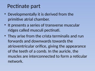 Pectinate Ridges HEART anatomy by dr jayesh raghuvanshimbbs | PPTX