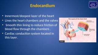 anatomy of heart and functions indi.pptx