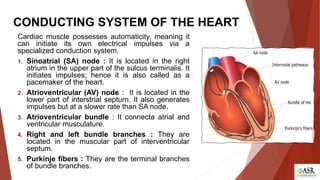 ANATOMY OF THE HEART PRESENTED BY SATWIKA | PDF