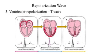 Repolarization Model The Cardiovascular System !! The Heart !! Anatomy & Physiology ...