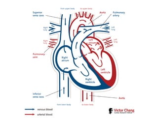 Comprehensive Overview of Cardiovascular Physiology and Cardiac ...