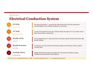 P H Y S I O L O G Y
Electrical Conduction System
1 SA Node
Sinoatrial Node
The natural pacemaker — located in the right atrium wall. Generates spontaneous
electrical impulses at 60–100/min. Initiates every heartbeat.
2 AV Node
Atrioventricular Node
Located at the junction of atria and ventricles. Delays the signal (~0.1 sec) to allow atria to
fully contract before ventricles fire.
3 Bundle of His
AV Bundle
Carries impulse from AV node into the interventricular septum. Divides into left and right
bundle branches.
4 Bundle Branches
Left & Right
Travel down each side of the interventricular septum toward the apex. Deliver signal to
Purkinje fibers.
5 Purkinje Fibers
Ventricular walls
Rapidly distribute the impulse throughout the ventricular myocardium, causing
simultaneous contraction from apex upward.
ECG waves: P = atrial depolarization • QRS = ventricular depolarization • T = ventricular repolarization
 