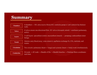 Summary
Chambers
4 chambers — R/L atria receive blood; R/L ventricles pump it. Left ventricle has thickest
walls.
Valves
4 valves ensure one-directional flow. AV valves (tricuspid, mitral) + semilunar (pulmonary,
aortic).
Layers
3 wall layers: epicardium (outer), myocardium (muscle — pumping), endocardium (inner
lining).
lining).
Vessels
Arteries carry blood away; veins return it; capillaries exchange O₂, CO₂, nutrients, and
wastes.
Circulation Two circuits: pulmonary (heart ↔ lungs) and systemic (heart ↔ body) work simultaneously.
Conduction
SA node → AV node → Bundle of His → Bundle branches → Purkinje fibers coordinates
each beat.
 