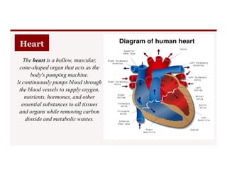 Heart
The heart is a hollow, muscular,
cone-shaped organ that acts as the
body's pumping machine.
It continuously pumps blood through
the blood vessels to supply oxygen,
the blood vessels to supply oxygen,
nutrients, hormones, and other
essential substances to all tissues
and organs while removing carbon
dioxide and metabolic wastes.
 