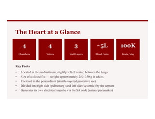 The Heart at a Glance
4
Chambers
4
Valves
3
Wall Layers
~5L
Blood / min
100K
Beats / day
Key Facts
• Located in the mediastinum, slightly left of center, between the lungs
• Size of a closed fist — weighs approximately 250–350 g in adults
• Enclosed in the pericardium (double-layered protective sac)
• Divided into right side (pulmonary) and left side (systemic) by the septum
• Generates its own electrical impulse via the SA node (natural pacemaker)
 