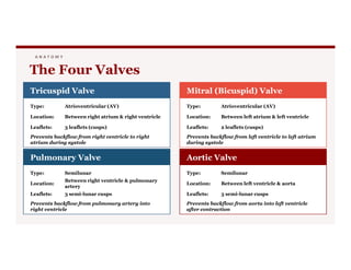 A N A T O M Y
The Four Valves
Tricuspid Valve
Type: Atrioventricular (AV)
Location: Between right atrium & right ventricle
Leaflets: 3 leaflets (cusps)
Prevents backflow from right ventricle to right
Mitral (Bicuspid) Valve
Type: Atrioventricular (AV)
Location: Between left atrium & left ventricle
Leaflets: 2 leaflets (cusps)
Prevents backflow from left ventricle to left atrium
Prevents backflow from right ventricle to right
atrium during systole
Pulmonary Valve
Type: Semilunar
Location:
Between right ventricle & pulmonary
artery
Leaflets: 3 semi-lunar cusps
Prevents backflow from pulmonary artery into
right ventricle
Prevents backflow from left ventricle to left atrium
during systole
Aortic Valve
Type: Semilunar
Location: Between left ventricle & aorta
Leaflets: 3 semi-lunar cusps
Prevents backflow from aorta into left ventricle
after contraction
 