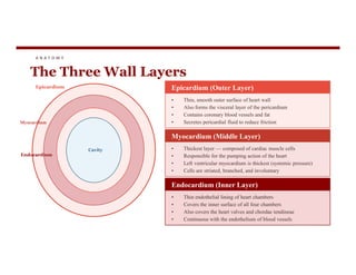 A N A T O M Y
The Three Wall Layers
Epicardium
Myocardium
Epicardium (Outer Layer)
• Thin, smooth outer surface of heart wall
• Also forms the visceral layer of the pericardium
• Contains coronary blood vessels and fat
• Secretes pericardial fluid to reduce friction
Myocardium (Middle Layer)
Endocardium
Cavity
Myocardium (Middle Layer)
• Thickest layer — composed of cardiac muscle cells
• Responsible for the pumping action of the heart
• Left ventricular myocardium is thickest (systemic pressure)
• Cells are striated, branched, and involuntary
Endocardium (Inner Layer)
• Thin endothelial lining of heart chambers
• Covers the inner surface of all four chambers
• Also covers the heart valves and chordae tendineae
• Continuous with the endothelium of blood vessels
 