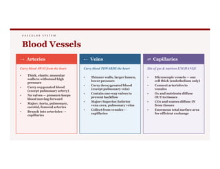 V A S C U L A R S Y S T E M
Blood Vessels
→ Arteries
Carry blood AWAY from the heart
• Thick, elastic, muscular
walls to withstand high
pressure
← Veins
Carry blood TOWARDS the heart
• Thinner walls, larger lumen,
lower pressure
• Carry deoxygenated blood
⇌ Capillaries
Site of gas & nutrient EXCHANGE
• Microscopic vessels — one
cell thick (endothelium only)
• Connect arterioles to
• Carry oxygenated blood
(except pulmonary artery)
• No valves — pressure keeps
blood moving forward
• Major: Aorta, pulmonary,
carotid, femoral arteries
• Branch into arterioles →
capillaries
• Carry deoxygenated blood
(except pulmonary vein)
• Contain one-way valves to
prevent backflow
• Major: Superior/inferior
vena cava, pulmonary veins
• Collect from venules ←
capillaries
• Connect arterioles to
venules
• O₂ and nutrients diffuse
OUT to tissues
• CO₂ and wastes diffuse IN
from tissues
• Enormous total surface area
for efficient exchange
 