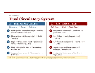 P H Y S I O L O G Y
Dual Circulatory System
PULMONARY CIRCUIT
Right Heart → Lungs → Left Heart
1 Deoxygenated blood enters Right Atrium via
superior/inferior vena cava
2 Right Atrium → (tricuspid valve) → Right
SYSTEMIC CIRCUIT
Left Heart → Body → Right Heart
1 Oxygenated blood enters Left Atrium via
pulmonary veins
2 Left Atrium → (mitral valve) → Left
2 Right Atrium → (tricuspid valve) → Right
Ventricle
3 Right Ventricle pumps blood → (pulmonary
valve) → Pulmonary Artery
4 Blood travels to the lungs — CO₂ released,
O₂ absorbed
5 Oxygenated blood returns via Pulmonary Veins →
Left Atrium
2 Left Atrium → (mitral valve) → Left
Ventricle
3 Left Ventricle pumps blood → (aortic valve)
→ Aorta
4 Blood travels to all body tissues — O₂
delivered, CO₂ collected
5 Deoxygenated blood returns via Vena Cava →
Right Atrium
Both circuits operate simultaneously — the heart's right and left sides pump in parallel, maintaining continuous circulation.
 