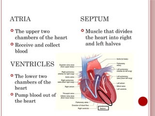 Physiology of heart and itd internal anatomy | PPTX