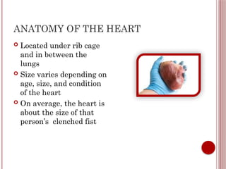 Heart Inside Ribs Physiology of heart and itd internal anatomy | PPTX