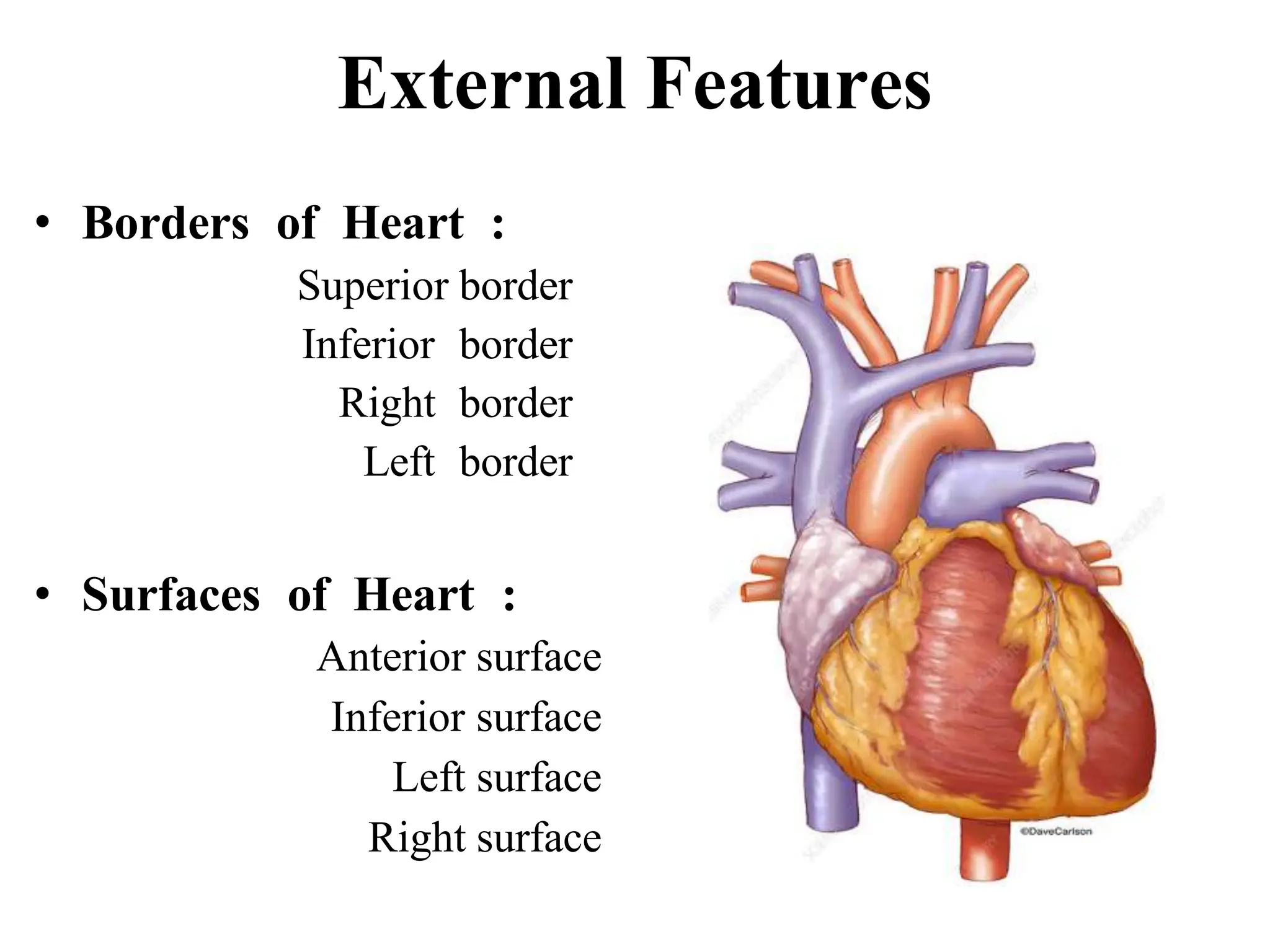 Heart - External Features , Chambers copy.pptx | Heart and ...