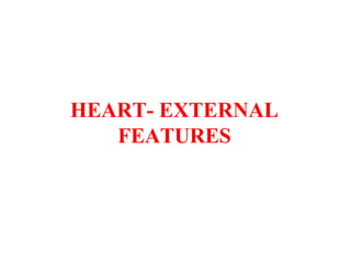 HEART- EXTERNAL
FEATURES
 