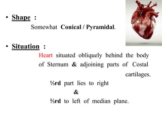 Heart - External Features , Chambers copy.pptx