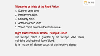 Comprehensive Anatomy and Function of the Heart and Pericardium | PPTX