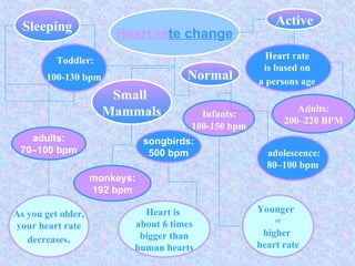Heart ra te change Normal Sleeping Active Toddler: 100-130 bpm adolescence: 80–100 bpm Heart rate  is based on  a persons age   Adults: 200–220 BPM adults: 70–100 bpm Infants:  100-150 bpm Small  Mammals As you get older, your heart rate decreases . Younger  = higher  heart rate songbirds: 500 bpm Heart is  about 6 times bigger than  human hearts monkeys: 192 bpm 